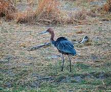 Goliath Heron