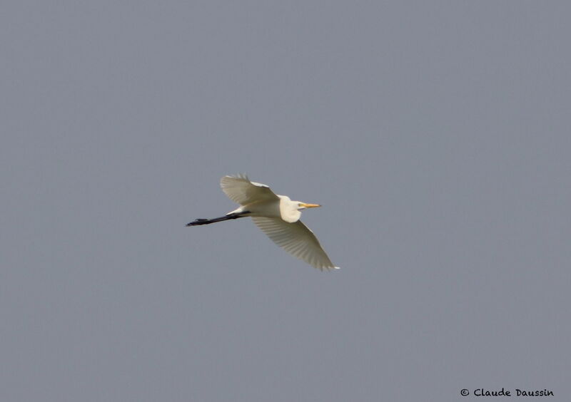 Medium Egret, Flight