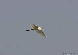 Intermediate Egret