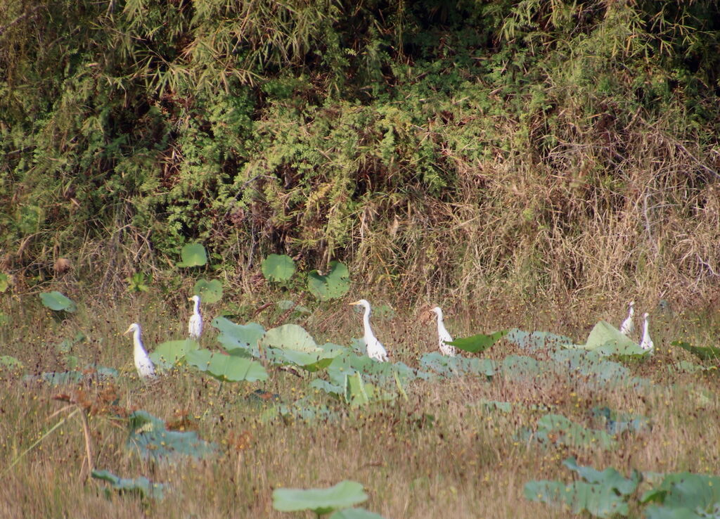 Medium Egret