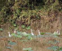 Medium Egret