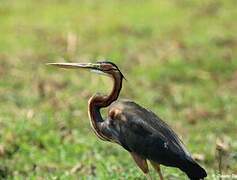 Purple Heron