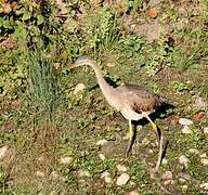 Purple Heron