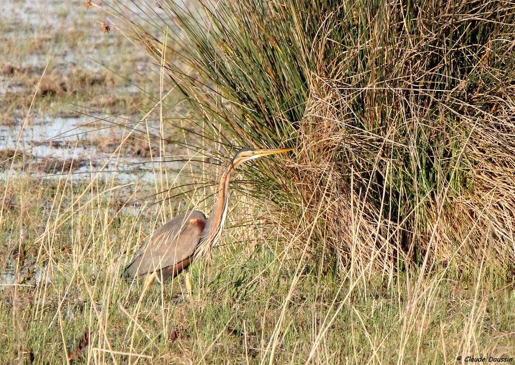 Purple Heron