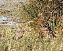 Purple Heron