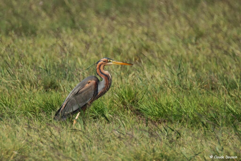 Purple Heron