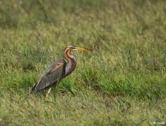 Purple Heron