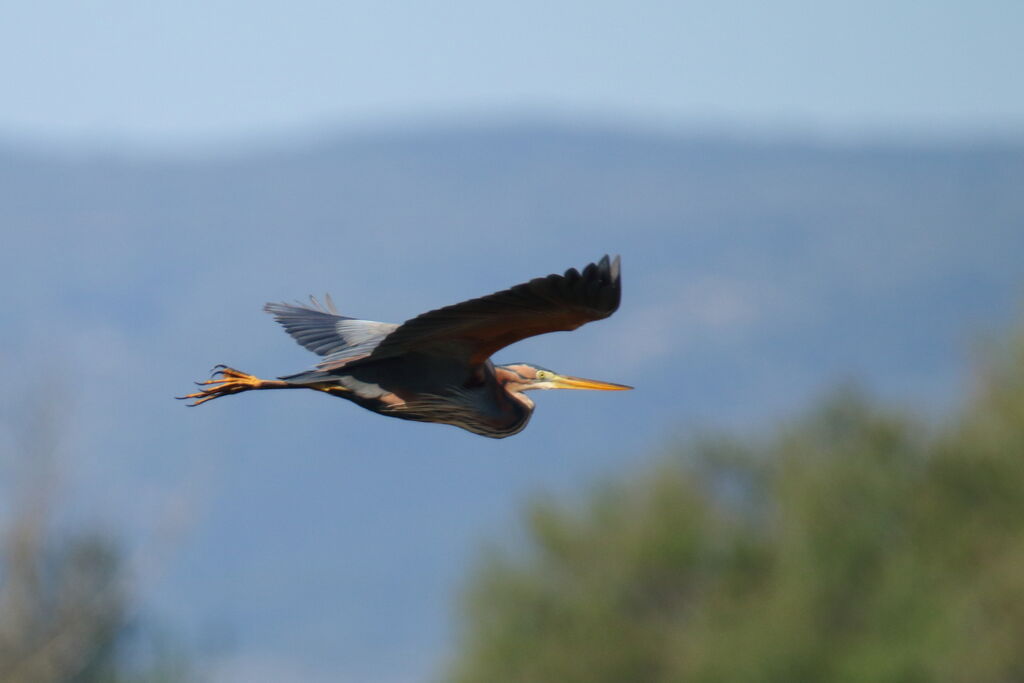 Purple Heron