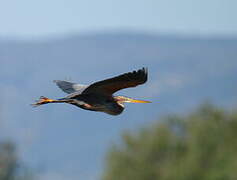 Purple Heron