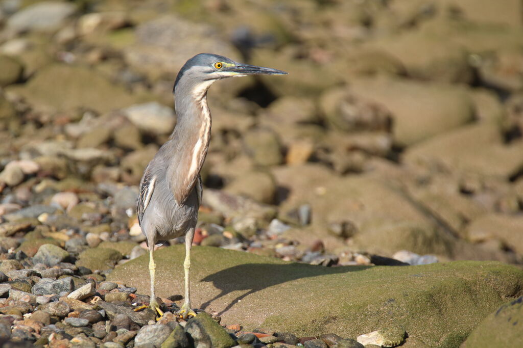 Striated Heron