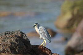 Striated Heron