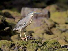 Striated Heron