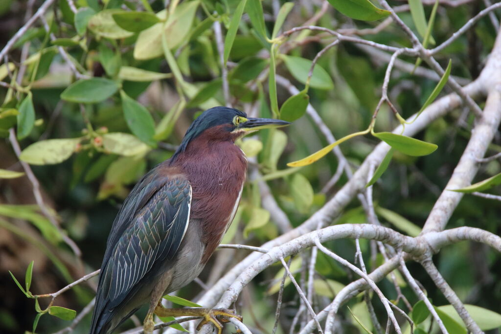 Green Heron