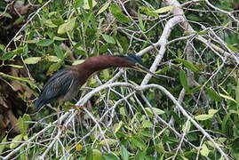 Green Heron