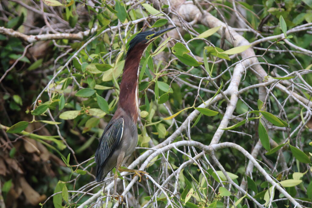 Green Heron