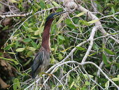 Green Heron