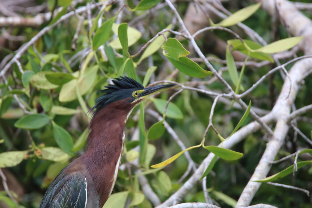 Green Heron