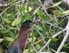 Green Heron