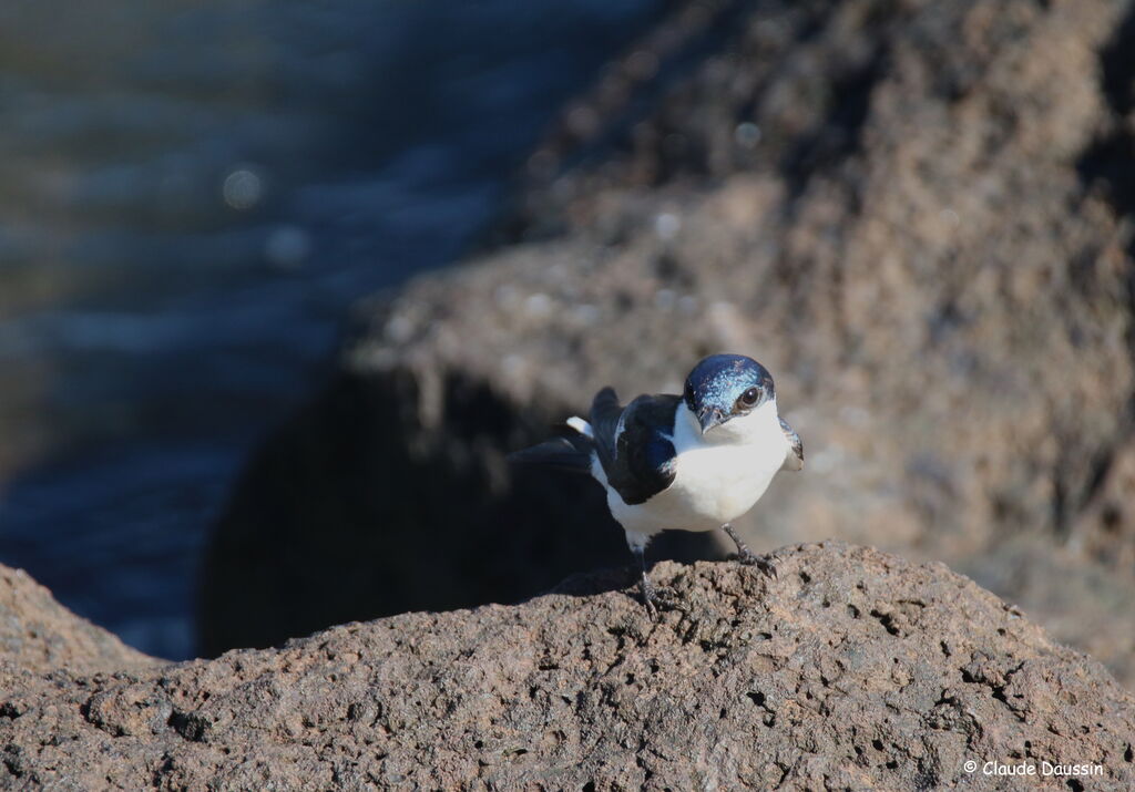 White-winged Swallow