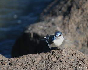 Hirondelle à ailes blanches