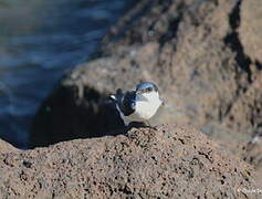 White-winged Swallow