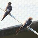 Hirondelle à longs brins