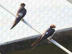 Wire-tailed Swallow