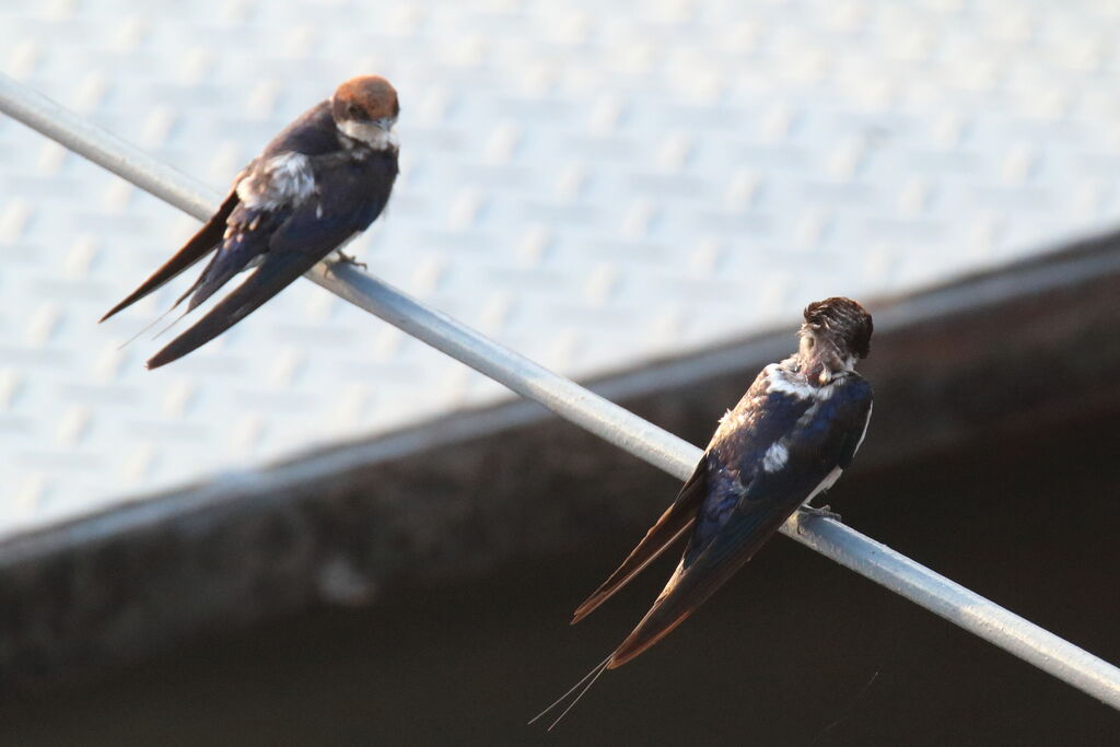 Wire-tailed Swallow