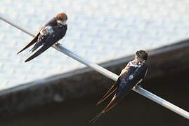 Wire-tailed Swallow