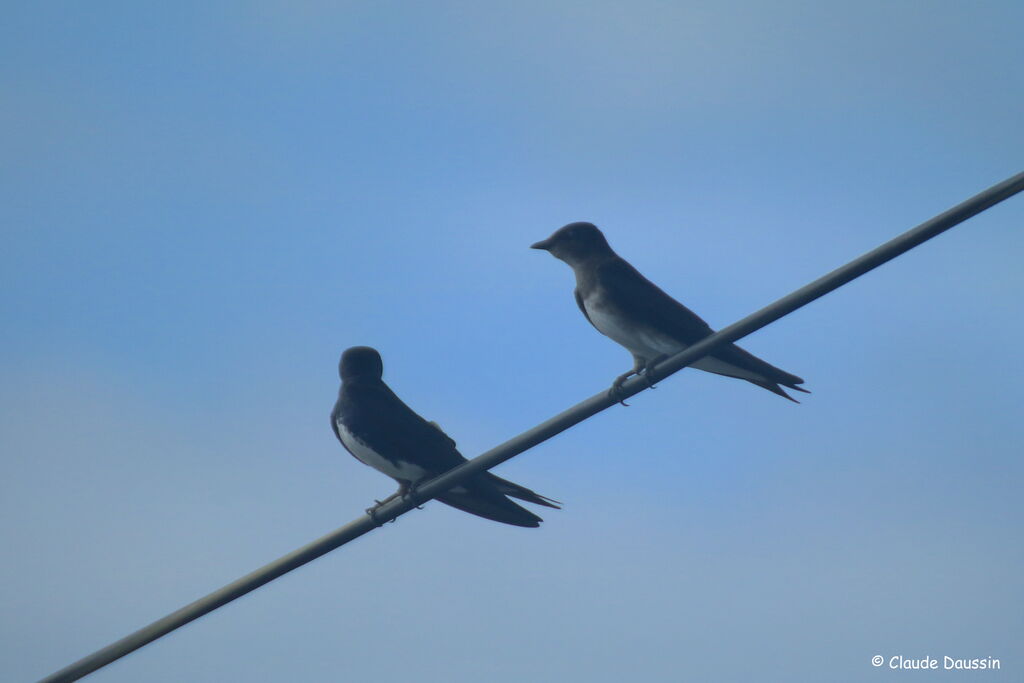 Caribbean Martin