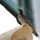 Hirondelle chalybée