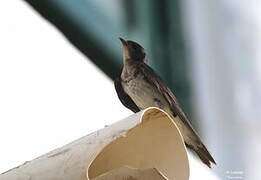 Grey-breasted Martin