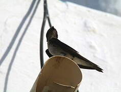 Grey-breasted Martin