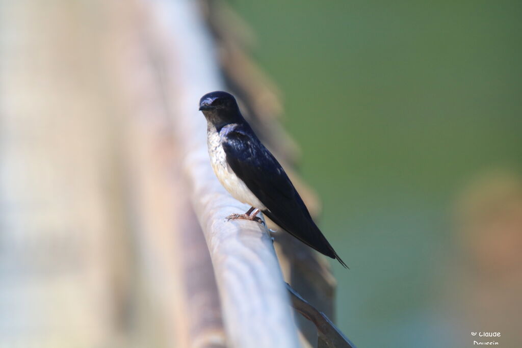 Hirondelle chalybéeadulte