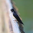 Hirondelle chalybée