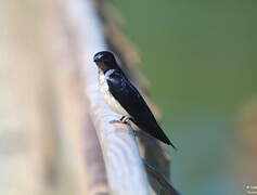 Grey-breasted Martin