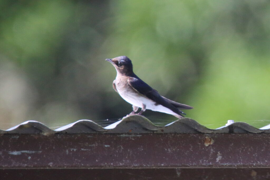 Grey-breasted Martin