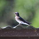 Hirondelle chalybée