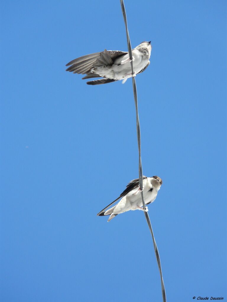 Western House Martin