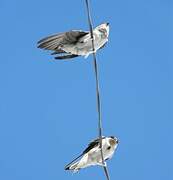 Western House Martin