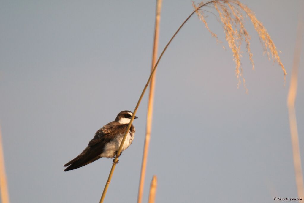 Sand Martin