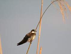 Sand Martin