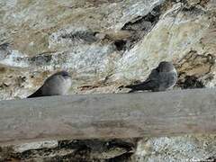 Eurasian Crag Martin