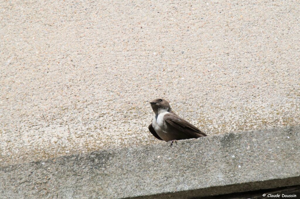 Eurasian Crag Martin