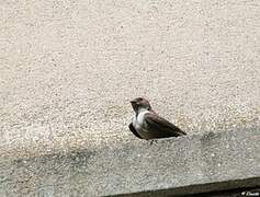 Eurasian Crag Martin