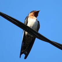 Hirondelle de Tahiti