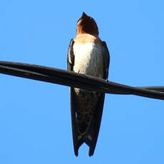 Hirondelle de Tahiti