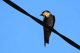 Tahiti Swallow