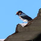 Hirondelle de Tahiti
