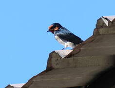 Tahiti Swallow